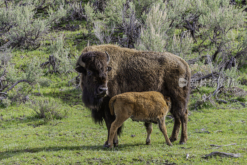 美国野牛或简称野牛(bison bison)，也通常被称为美国水牛或简称水牛，黄石国家公园，怀俄明州。母鲸和幼鲸。